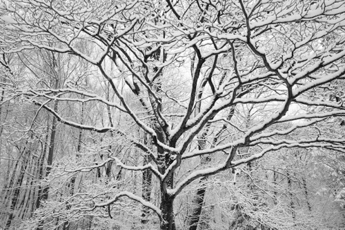 Dogwood Reeves-Reed Arboretum Union County New Jersey (SA).jpg